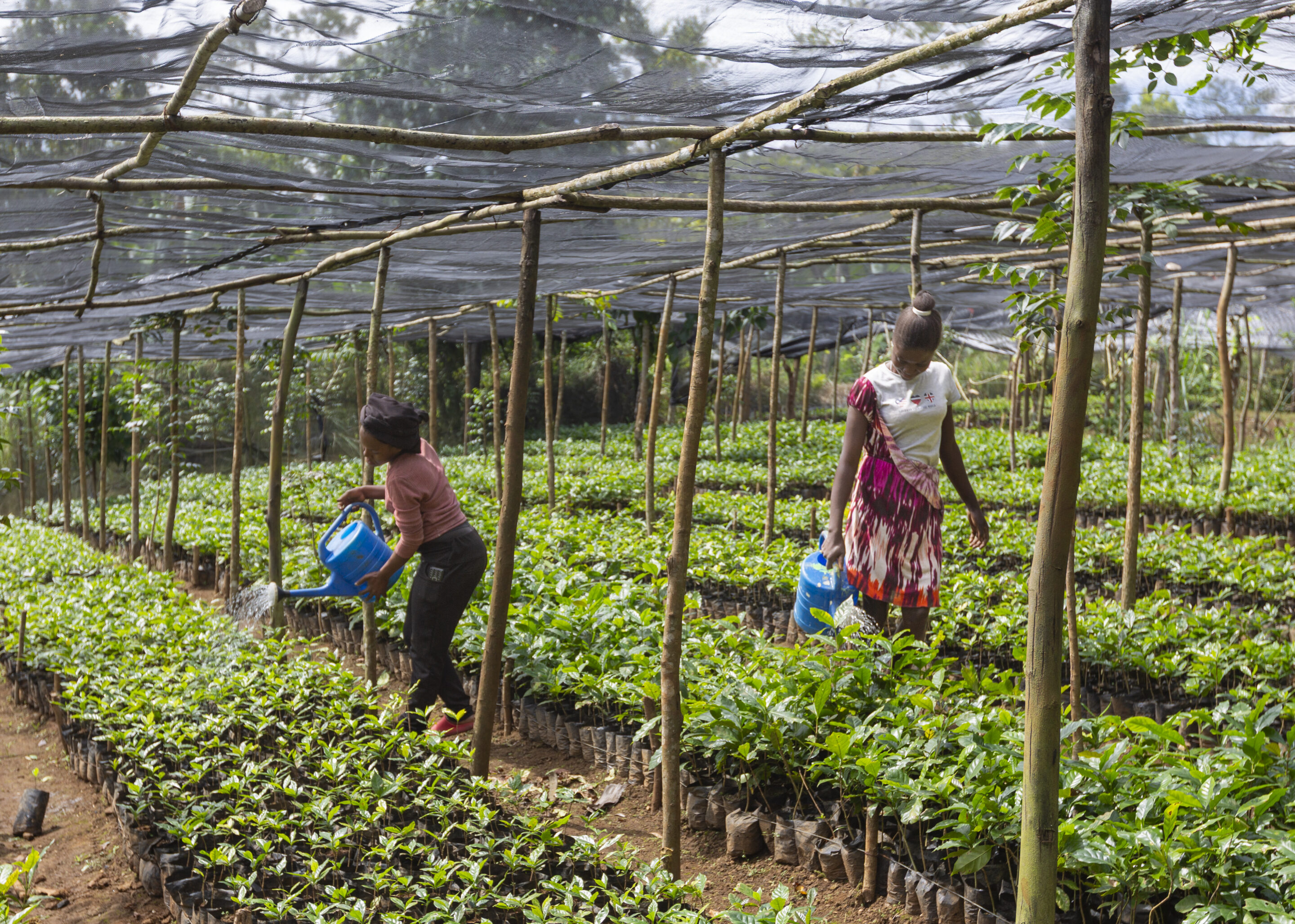 femmes de la coopérative Cacao MMaa au ghana