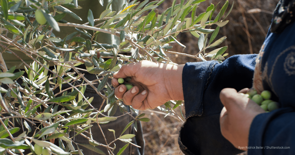 femme palestinnienne travailleuse cueillant des olives