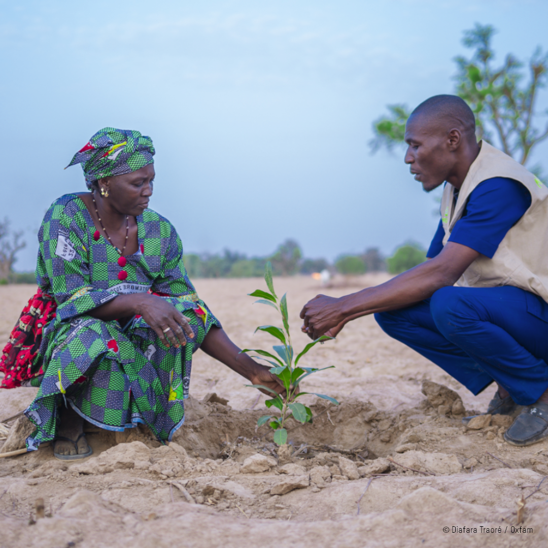 Une agricultrice malienne plante un jeune arbre sur une terre aride